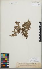 Foto von Salix foetida Schleich. ex DC. x Salix waldsteiniana Willd.
